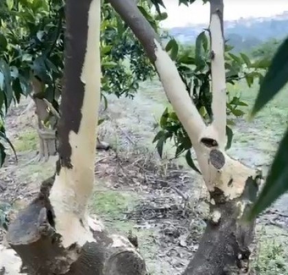 La Unió denuncia que Agricultura no prevé compensar los daños por fauna cinegética