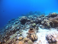 Casi la mitad de las especies de corales que forman arrecifes están en riesgo de extinción, según el Instituto de Torre de la Sal