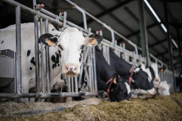 Agricultores y ganaderos valencianos percibirán 42 millones en pagos anticipados de las ayudas directas de la PAC