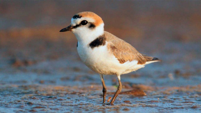 Elche junto a SEO BirdLife presenta la web ‘Red de playas por el chorlitejo patinegro’