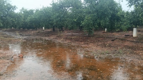 Las lluvias benefician a los cítricos de Castellón tras un verano seco y alivian unos embalses con un 22% menos de agua que hace un año