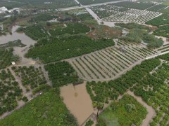 Primer balance de daños por la dana Adam en el campo valenciano: una factura de 21 millones de euros 