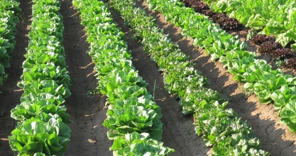 El Gobierno reparte 800.000 euros a los agricultores murcianos afectados por el aumento de los costes