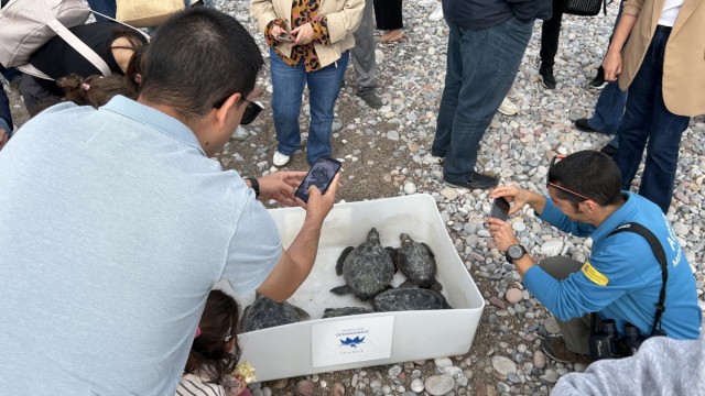 La Fundación Azul Marino suelta al mar las tortugas nacidas en Peñíscola y Nules el año pasado