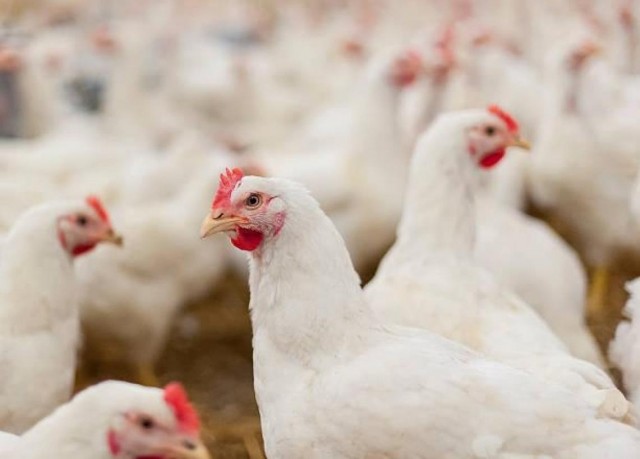 Grupo Fuertes apuesta alto por el sector del pollo y suma una presencia de 200 millones