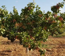 La producción ecológica supone ya el 30% de la superficie agraria útil de la Región de Murcia
