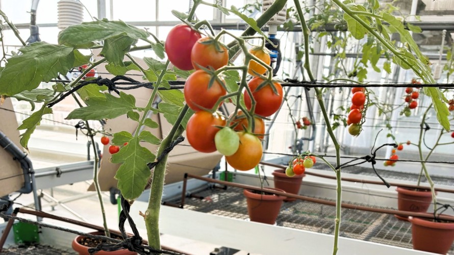 Del mar a la mesa: 'Posidonia oceanica' en un sustrato que mejora el sabor y aroma del tomate