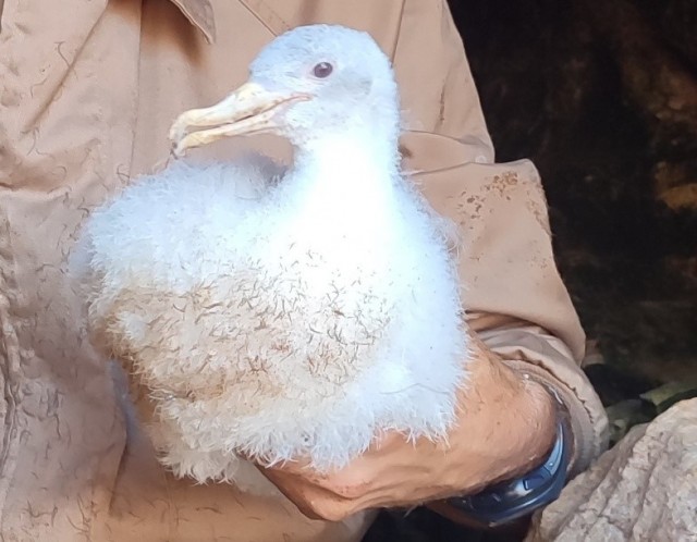 Medio Ambiente descubre en la Isla de las Palomas un caso excepcional de albinismo en un pollo de pardela cenicienta