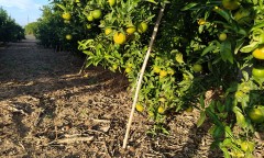 Los agricultores instan a la UE a activar la salvaguardia en las mandarinas de Sudáfrica: sus llegadas se multiplican por 4 en 10 años