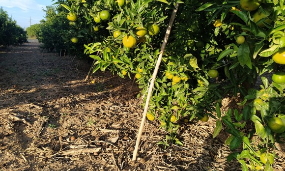 Los agricultores instan a la UE a activar la salvaguardia en las mandarinas de Sudáfrica: sus llegadas se multiplican por 4 en 10 años