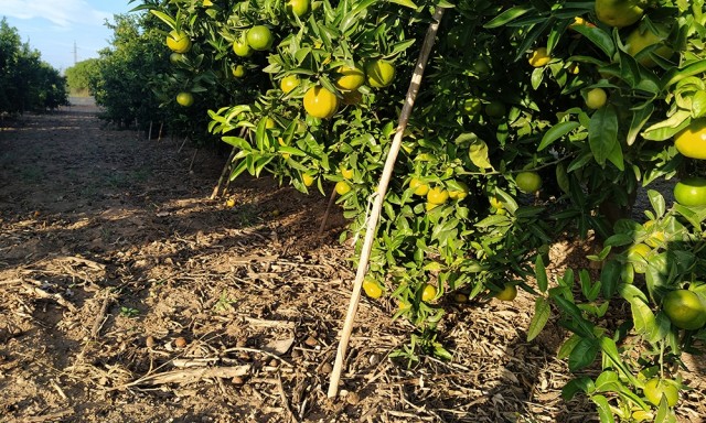 Los agricultores instan a la UE a activar la salvaguardia en las mandarinas de Sudáfrica: sus llegadas se multiplican por 4 en 10 años