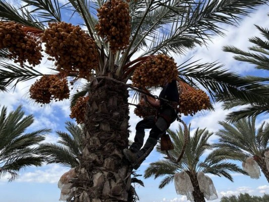Agricultura incluye el dátil de Elche en las ayudas hosteleras para promocionar productos de calidad