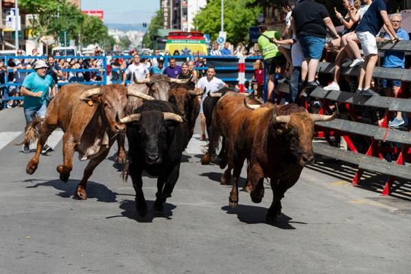 Los encierros de toros cerriles toman el protagonismo de las fiestas de Sant Pere