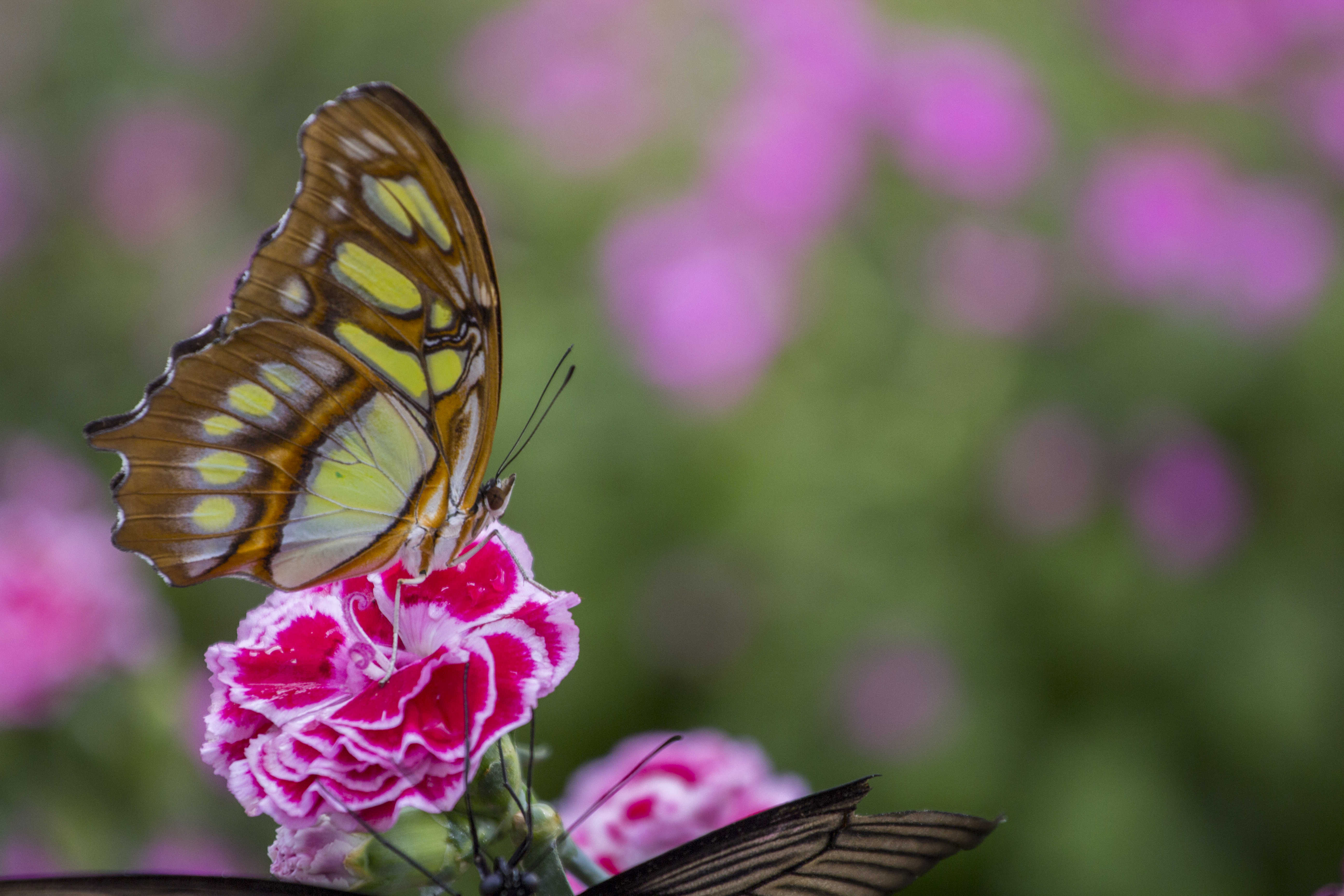 El nuevo mariposario del Oceanogràfic ya cuenta con más de 20 especies exóticas