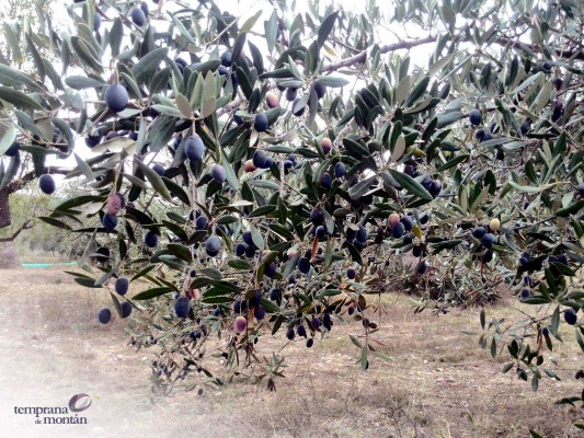 Montán presume de tener una variedad de aceituna única en España y promociona su aceite autóctono