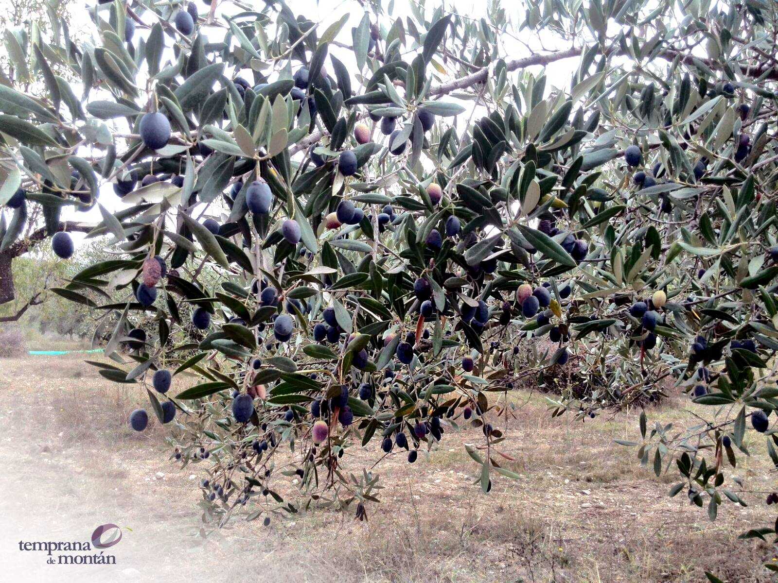 Montán presume de tener una variedad de aceituna única en España y promociona su aceite autóctono