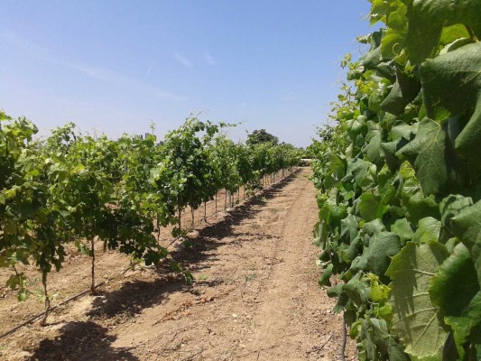 Examen a 490 variedades agrícolas en una finca experimental de AVA

