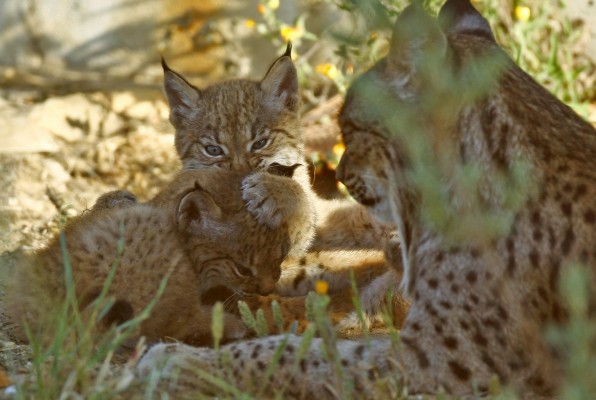 El lince ibérico pasa de ser una especie 