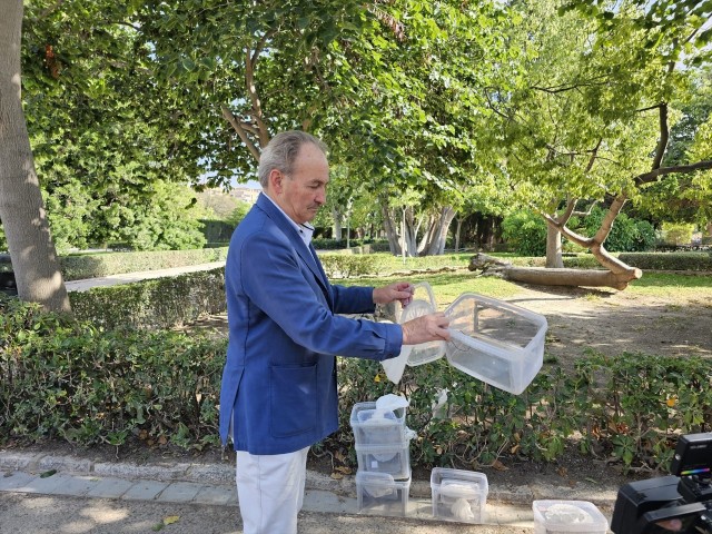 Agricultura reducirá la presencia del mosquito tigre al liberar 1,3 millones de machos estériles