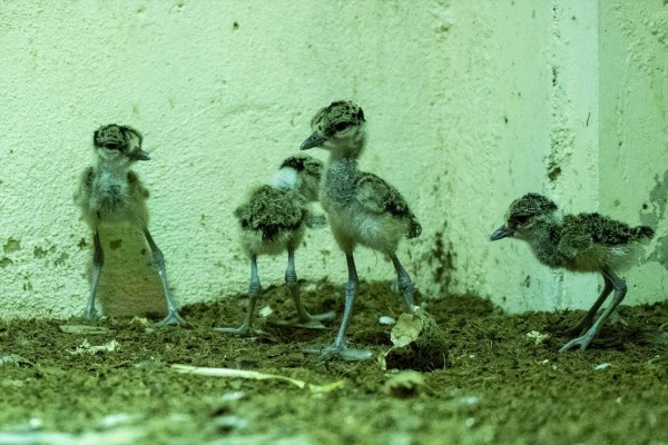 Nacen en Bioparc cuatro polluelos de la única pareja de avefría senegalesa en España