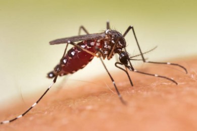 La invasión del mosquito tigre 