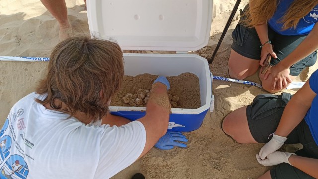 Una tortuga boba desova 109 huevos en Elche, la primera puesta de la temporada en España
