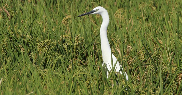 AVA-Asaja rechaza la ley de la restauración de la naturaleza que impone más restricciones al campo
