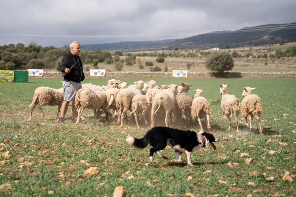 Los mejores perros y pastores de la Comunitat, Aragón, Cataluña y País Vasco se dan cita en Ares