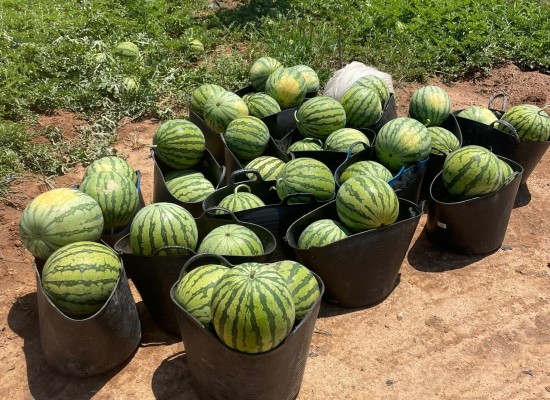 Castellón encara una buena campaña de sandía y melón pese a perder un tercio de superficie en cinco años