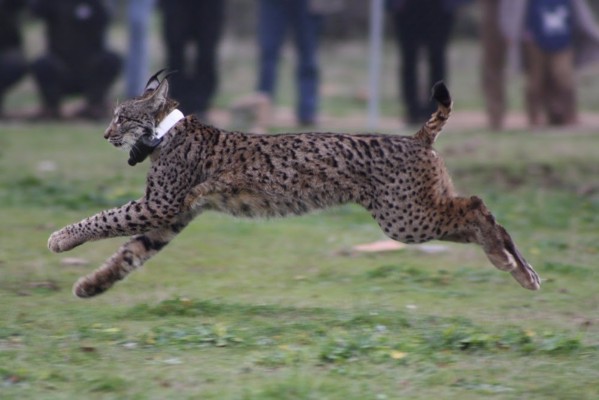 Reclaman medidas contra la caza furtiva de linces en Lorca tras la muerte de otro ejemplar tiroteado