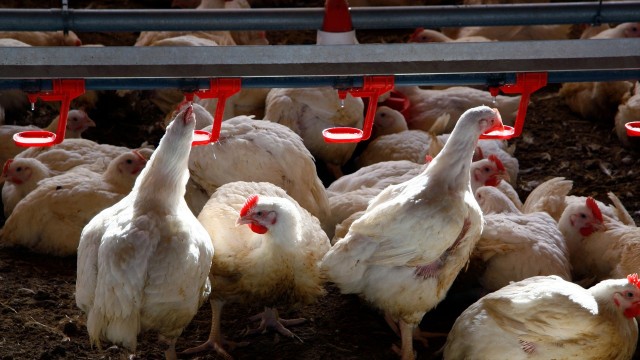 Agricultura destina 850.000 euros a ayudas por los costes de prevención de la salmonelosis en avicultura