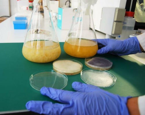 Las biotecnológicas de la Región facturan solo 1,4 millones al año, menos del 10% de la media española