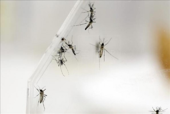 Enfermería familiar lanza consejos para evitar picaduras ante la llegada del buen tiempo  
