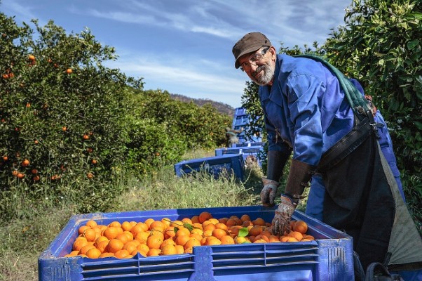 Tres de cada cuatro agricultores valencianos tienen más de 55 años
