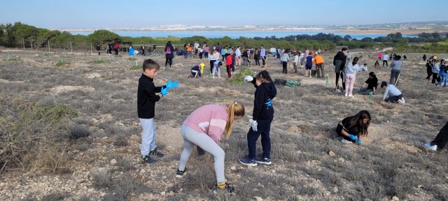 Medio Ambiente utiliza la plantación extrema en el Parque Natural de La Mata en Torrevieja 