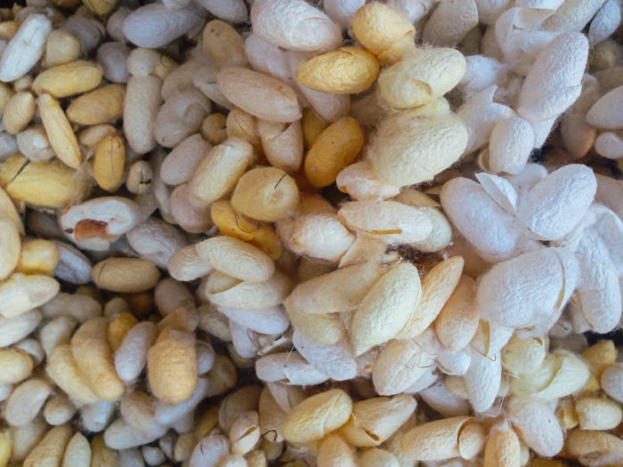 Capolls de seda. Foto: Eliseu M. Roig   - 