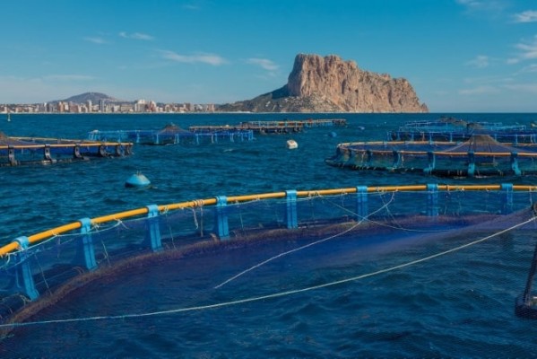 El TSJ desestima el recurso del Ayuntamiento de Calp contra la piscifactoría  