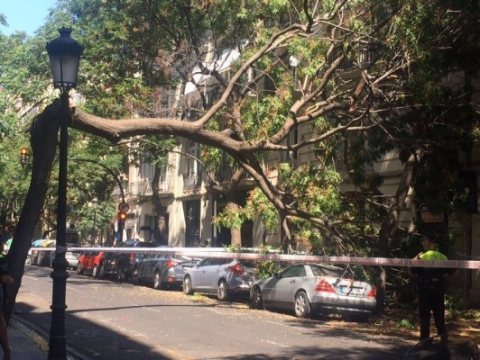 Cae un árbol en la calle Sorní