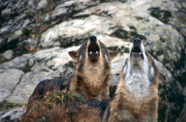 Investigadores de la Universitat crean una herramienta para el análisis de manadas de lobos