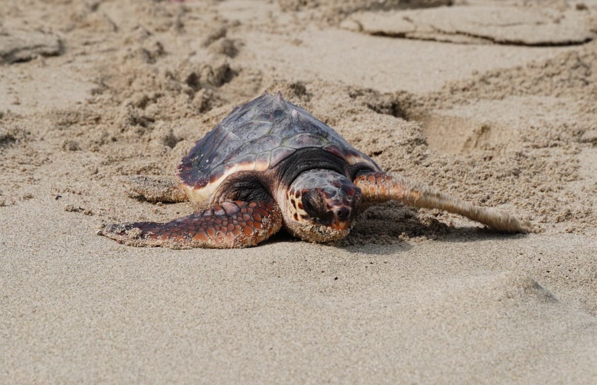 Arranca la campaña ¡Alerta Tortuga! para protegerlas de máquinas, bañistas y animales