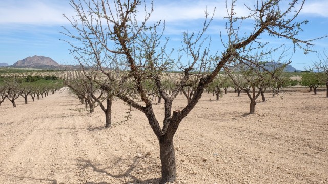 Los agricultores de frutos secos de la Región alertan de la 