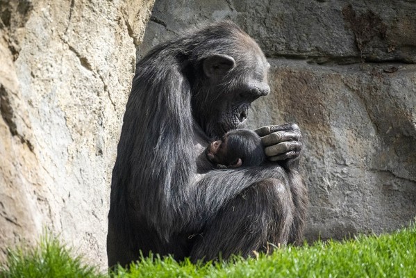 El conmovedor duelo de la chimpancé Natalia 
