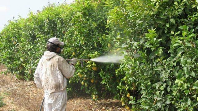 La plaga más mortal de los cítricos reaparece en Sudáfrica y amenaza a la producción europea