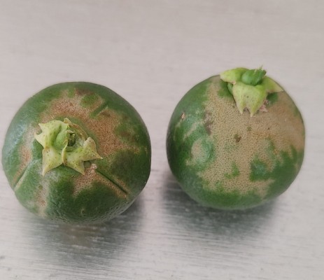 La Unió alerta de la presencia de una plaga exterior en cultivos de cítricos en Alicante y en el caqui 