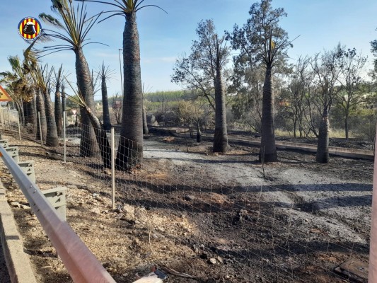Sofocan un incendio en un palmeral en Almussafes, a la altura de la factoría de Ford
