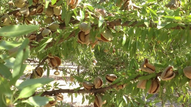 La sequía y la caída del precio desploman un 35 % la cosecha de almendra en Castellón