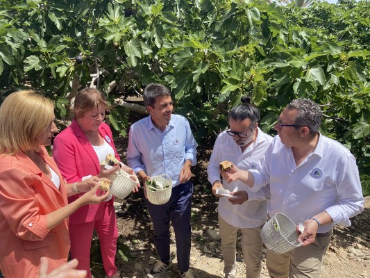 La producción de brevas de Albatera cae un 20% por el clima y la mitad se exportará a centroeuropa