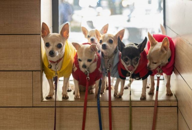 El Consell prepara un seguro de salud básico para animales de compañía con un coste mínimo
