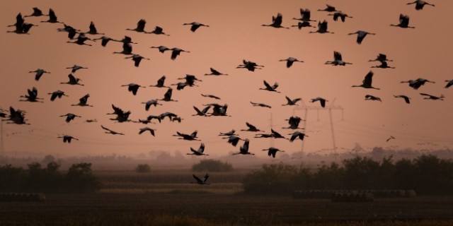Los pájaros tienen significativamente más neuronas en sus cerebros que los mamíferos o los primates