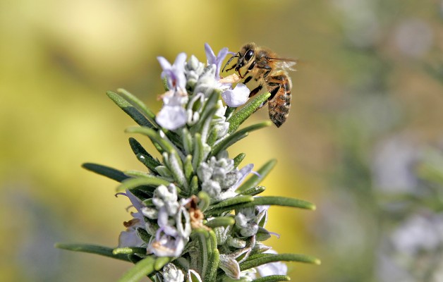 Terra Natura Benidorm impulsa la protección de las abejas melíferas y otros polinizadores